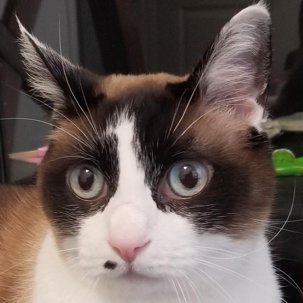 Portrait of Kepler the cat